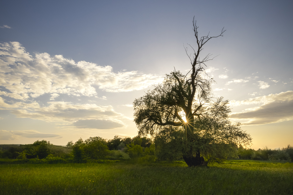 Platz 11 Anton Kienle